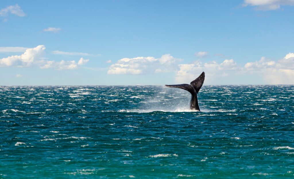 Humpback whale tail emerging gracefully from the ocean in Puerto Madryn, Argentina.