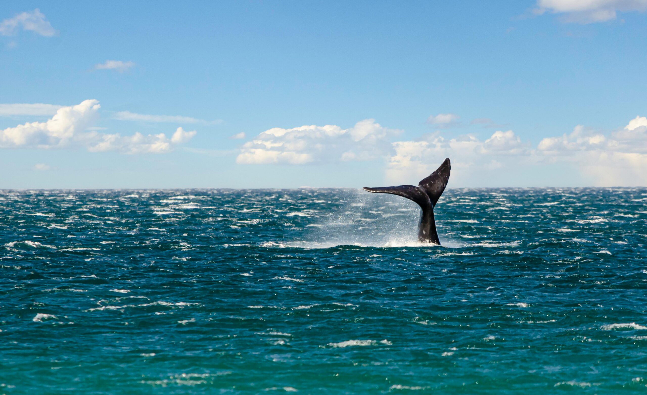 Humpback whale tail emerging gracefully from the ocean in Puerto Madryn, Argentina.